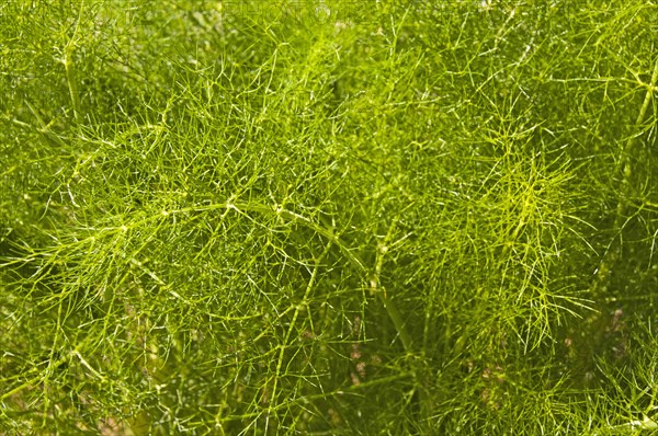 Fennel plant (Foeniculum vulgare)