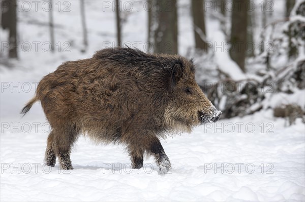 Wild boar (Sus scrofa) in the snow