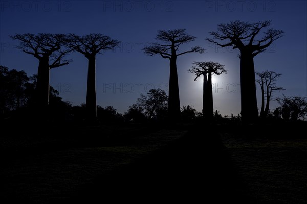 African baobab trees (Adansonia digitata)
