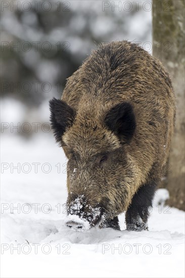 Wild boar (Sus scrofa) in winter