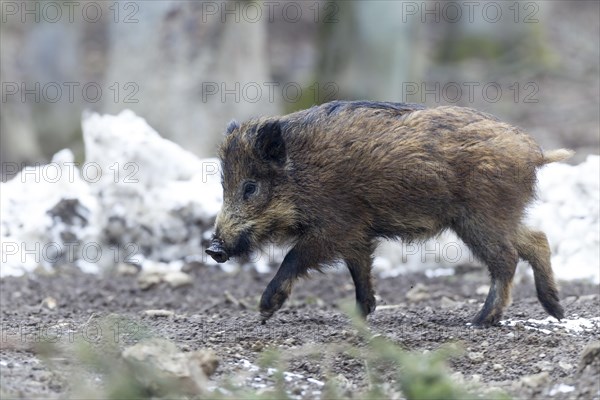 Wild boar (Sus scrofa)