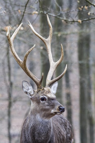 Sika deer