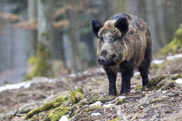 Wild boar (Sus scrofa)