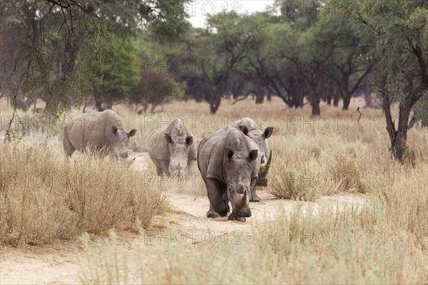 White Rhinos or Square-lipped Rhinos (Ceratotherium simum)