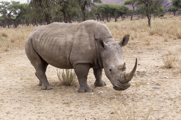 White Rhinoceros or Square-lipped Rhinoceros (Ceratotherium simum)