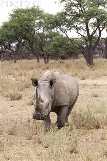 White Rhinoceros or Square-lipped Rhinoceros (Ceratotherium simum)