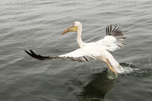 Great White Pelican (Pelecanus onocrotalus)