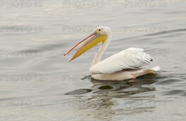 Great White Pelican (Pelecanus onocrotalus)