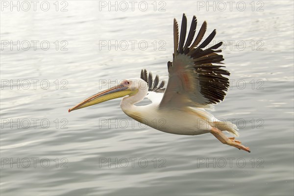 Great White Pelican (Pelecanus onocrotalus)
