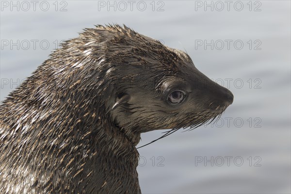 Brown fur seal (Arctocephalus pusillus)