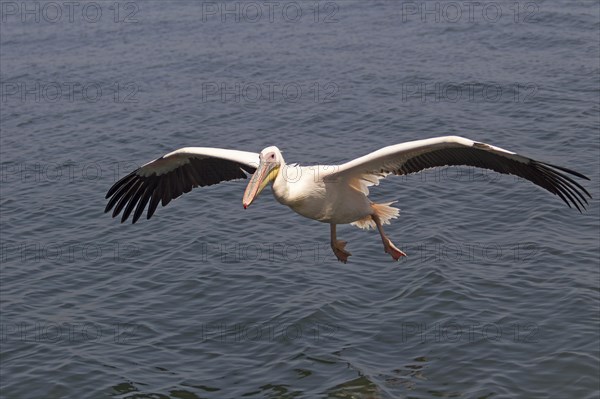 Great White Pelican (Pelecanus onocrotalus)