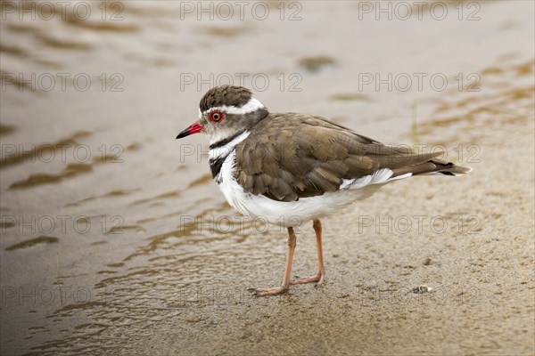 Three-banded Plover (Charadrius tricollaris)