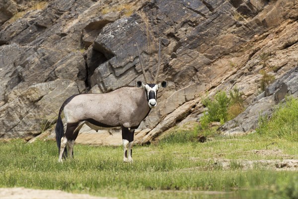 Gemsbok (Oryx gazella)