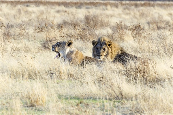 Lion and lioness (Panthera leo) lying hidden in the tall grass