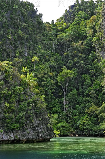 Coconut Palms (Cocos nucifera) on a steep cliff