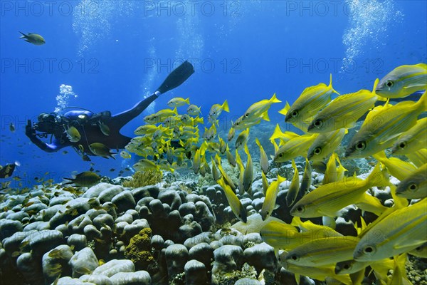 Bigeye Snapper (Lutjanus lutjanus) with a scuba diver
