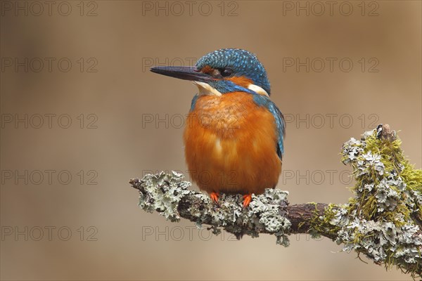 Kingfisher (Alcedo atthis)
