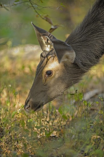 Sambar deer (Rusa unicolor)