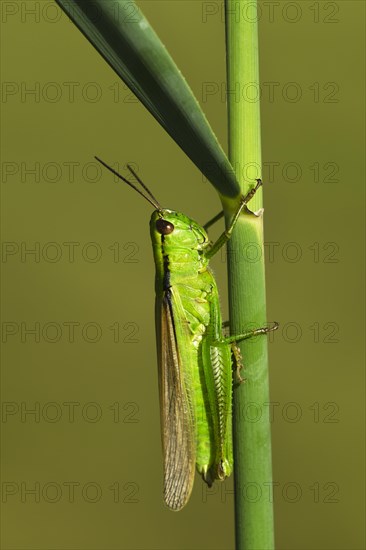 Green Leek Grasshopper (Mecostethus parapleurus)