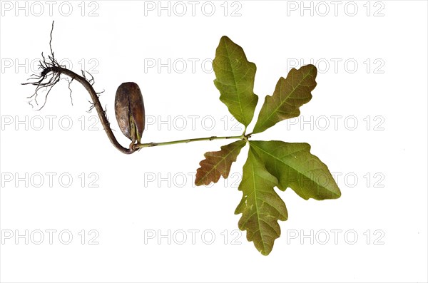 Oak (Quercus) seedling with a root