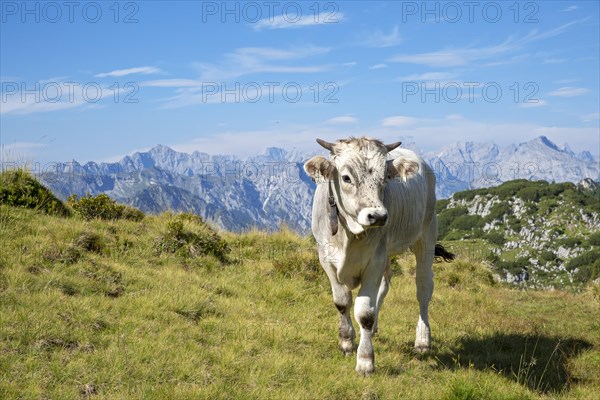 Tyrolean grey cattle with horns and bell