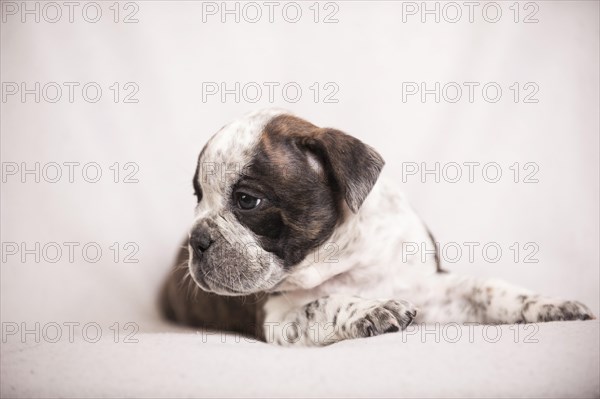Olde English Bulldog