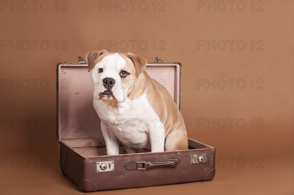 English Bulldog sitting in a suitcase