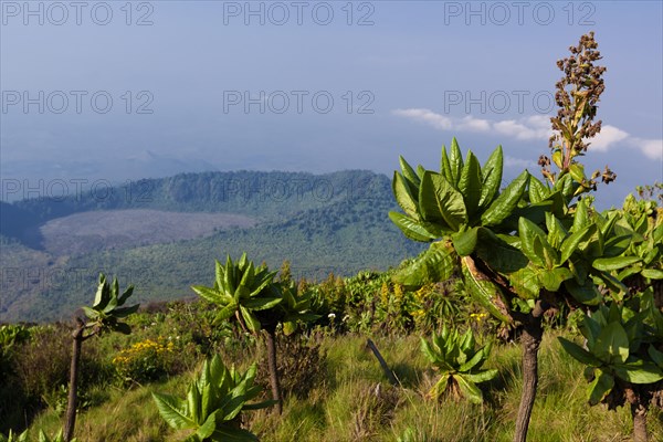 African highland vegetation on the slopes of Mount Nyiragongo volcano