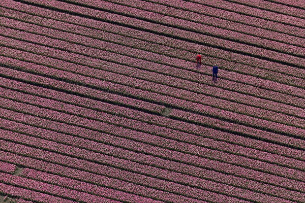 Tulip field