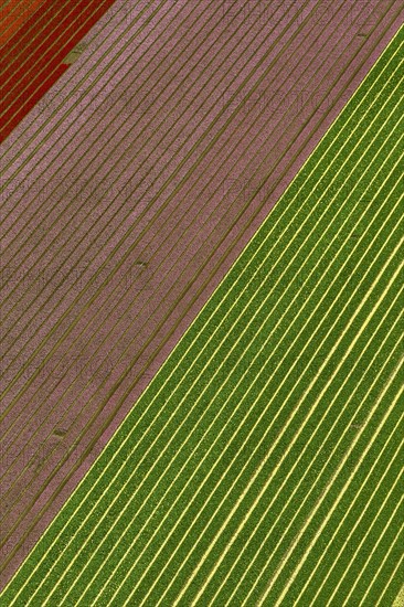 Tulip fields