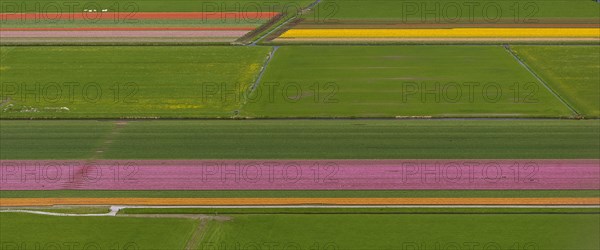 Tulip fields