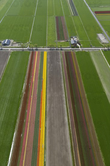 Tulip fields