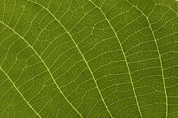 Leaf structure of the Persian Walnut or