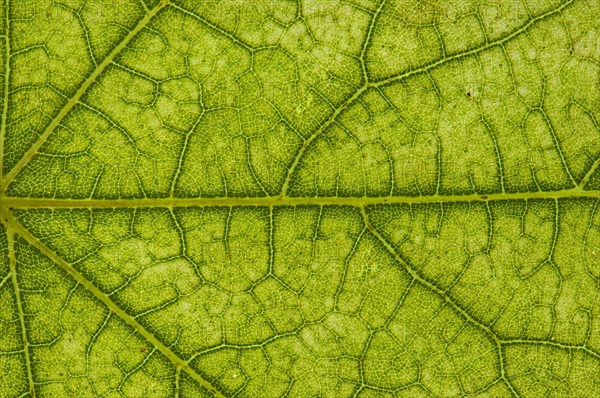 Maple (Acer sp.) leaf structure in transmitted light