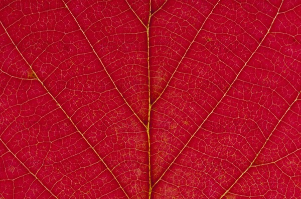 Witch Alder or Alabama Fothergilla (Fothergilla monticola)