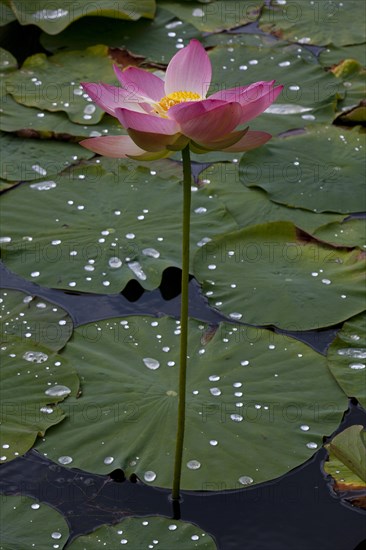 Flower of an Indian Lotus or Sacred Lotus (Nelumbo nucifera)