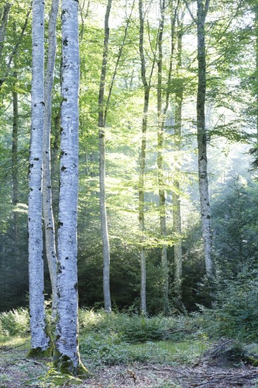 Beech forest