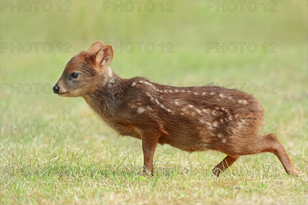 Southern Pudu (Pudu pudu)