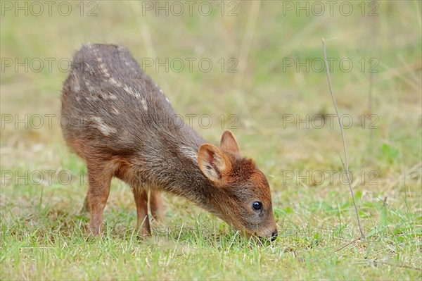 Southern Pudu (Pudu pudu)