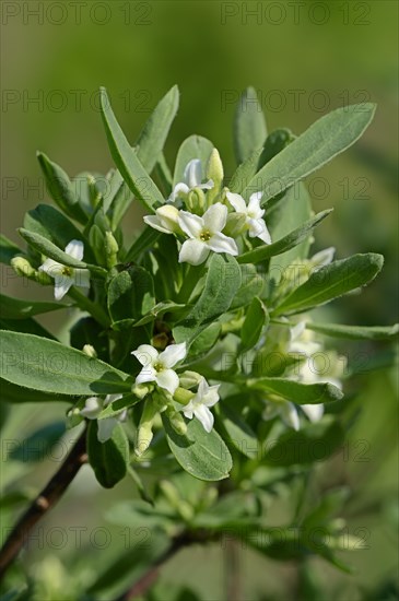 Alpine-Daphne (Daphne alpina)