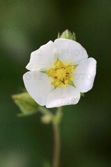 Rock Cinquefoil (Potentilla rupestris)