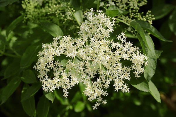 Elder