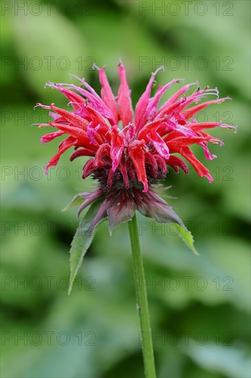 Wild bergamot or Bee Balm (Monarda fistulosa