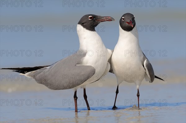 Laughing Gulls (Larus atricilla)