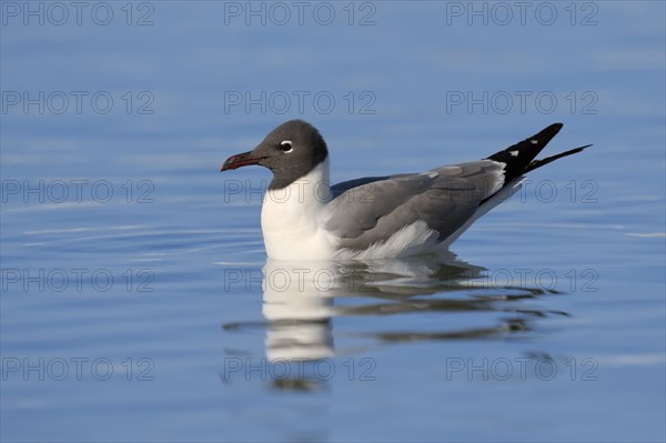 Laughing Gull (Larus atricilla)