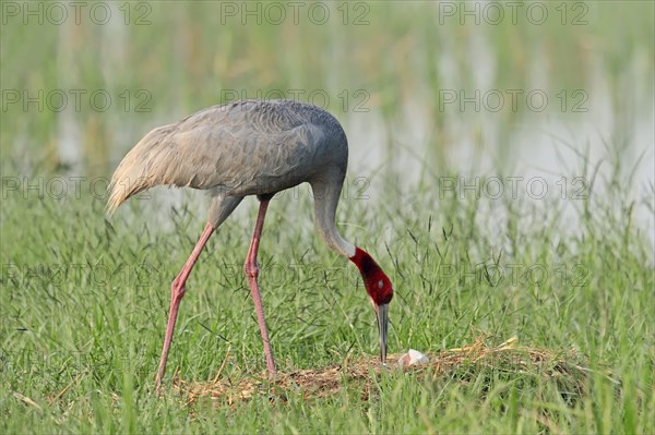 Sarus Crane (Grus antigone) at the nest