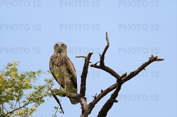 Short-toed Snake Eagle (Circaetus gallicus)