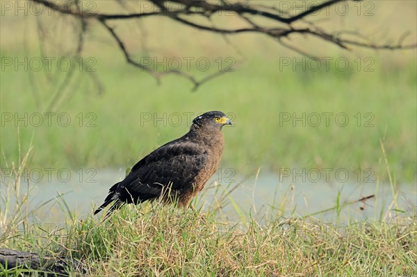 Crested Serpent Eagle (Spilornis cheela)
