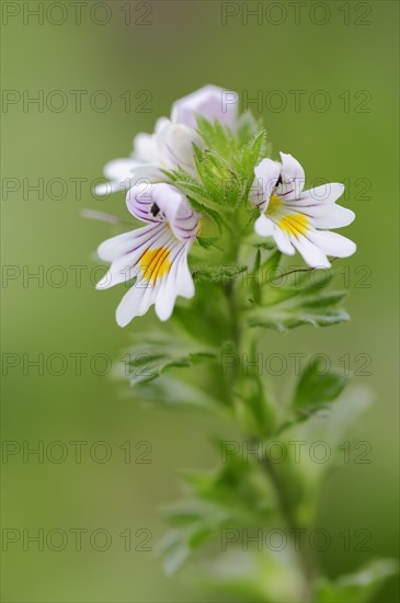Eyebright (Euphrasia officinalis