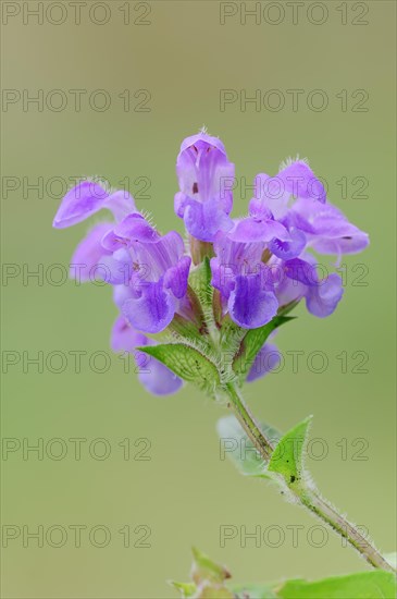 Large Self-heal (Prunella grandiflora)